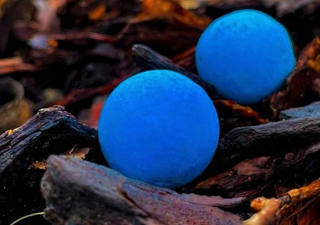 Modré plovoucí boilies, které kapři neznají: má unikátní vůni, která funguje