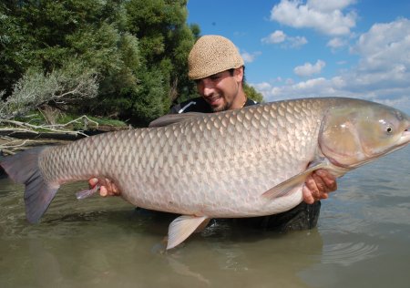 Jak na amura – velký jedlík