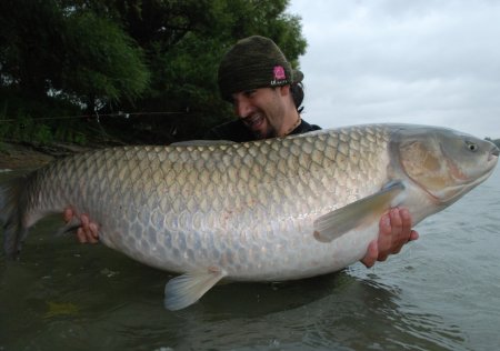 Jak na amura - nástrahy a to ostatní