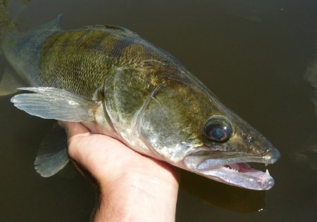 Lov candátů na rybičku: Jednoduchý fígl, jak vylepšit rybičku na candáty! Mějte více záběrů