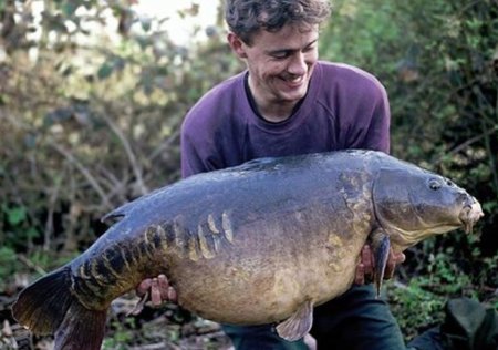 Historie kaprařiny – Bazil