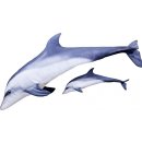 Gaby polštář Delfín skákavý mini 55 cm 