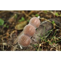 Mivardi PVA supramesh v návinu 16 mm 7 m