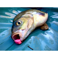 LK Baits CUC! Ananas 40g