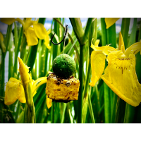 LK Baits CUC! Speciál Carp Record Corn 90g