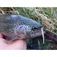 Lucky John Salt Worm 2" F03