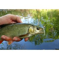 Lucky John Salt Worm 2" F03