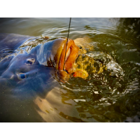 LK Baits CUC! RAISIN Lesná Jahoda 50g