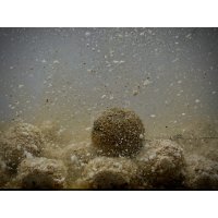 LK Baits Nutrigo Balanc Garlic Liver 200ml, 24 mm