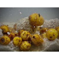 LK Baits Nutrigo Balanc Particle Tiger Nuts 200ml, 20 mm