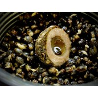 LK Baits Nutrigo Balanc Particle Hemp Kelp 250ml, 24 mm