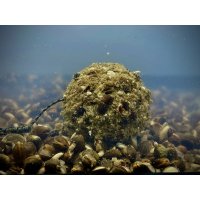 LK Baits Nutrigo Balanc Particle Hemp Kelp 250ml, 24 mm