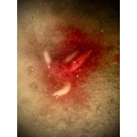 Predator Booster Powdered, 30g