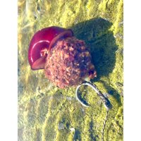 LK Baits Nutrigo Amur Mirabel Juice 150ml, 20mm