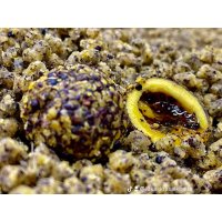 LK Baits Nutrigo FEED-EX Honey Rape 800g, 20 mm