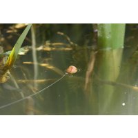 Korda vlasec Kruise Control 150m