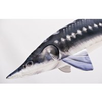 Gaby polštář Jeseter monster 200 cm