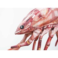 Gaby polštář Kreveta tygří 65 cm