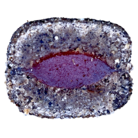 LK Baits Pet Nutrigel Dog, Jehněčí s Kloubní Výživou a Probiotiky