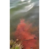 MVDE 1-1 Superpaste Krill 500g