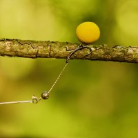LK Baits Lukas Krasa Carp rig 26 cm 13 kg 3 ks