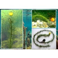 Katran Šňůrka Mimicker hook link algae 10m, 35lb