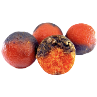 LK Baits DUO X-Tra Boilies Sea Food/Compot NHDC 24mm, 1kg