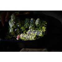 LK Baits Duo X-Tra Pellets Nutric Acid/Pineapple